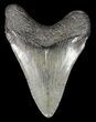 Juvenile Megalodon Tooth - Georgia #61613-1